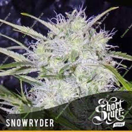 Snowryder Auto Regular Marijuana Strain by Short Stuff For Sale Online at Cannabis Seeds Outlet