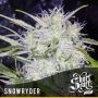 Snowryder Auto Regular Marijuana Strain by Short Stuff For Sale Online at Cannabis Seeds Outlet