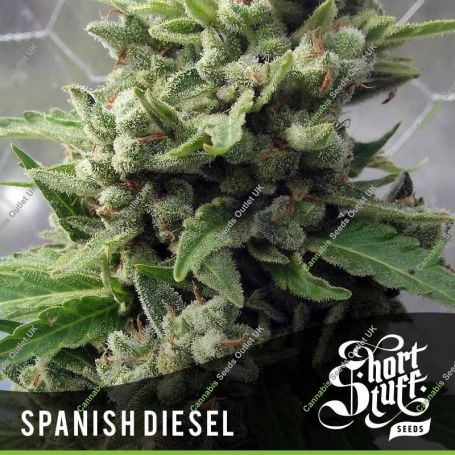 Spanish Diesel Auto Feminized Marijuana Strain by Short Stuff For Sale Online at Cannabis Seeds Outlet