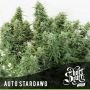 Stardawg Auto Feminized Marijuana Strain by Short Stuff For Sale Online at Cannabis Seeds Outlet
