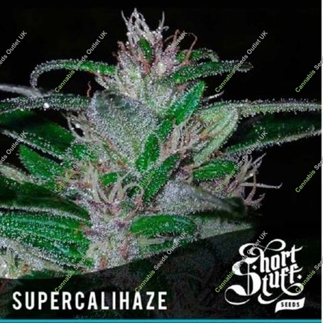 Super Cali Haze Automatic Feminized Marijuana Strain by Short Stuff For Sale Online at Cannabis Seeds Outlet