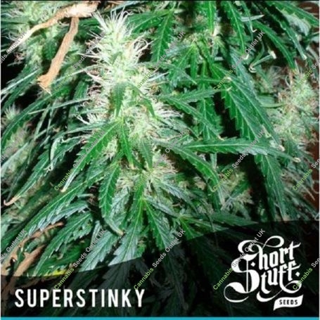 Super Stinky Super Auto Feminized Marijuana Strain by Short Stuff For Sale Online at Cannabis Seeds Outlet