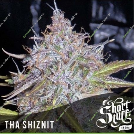 Tha Shiznit Auto Feminized Marijuana Strain by Short Stuff For Sale Online at Cannabis Seeds Outlet