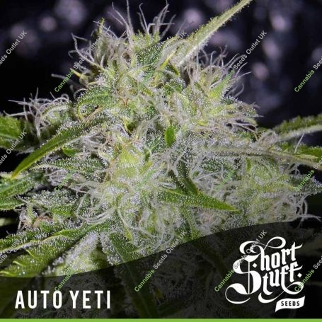 Yeti Automatic Feminized Marijuana Strain by Short Stuff For Sale Online at Cannabis Seeds Outlet