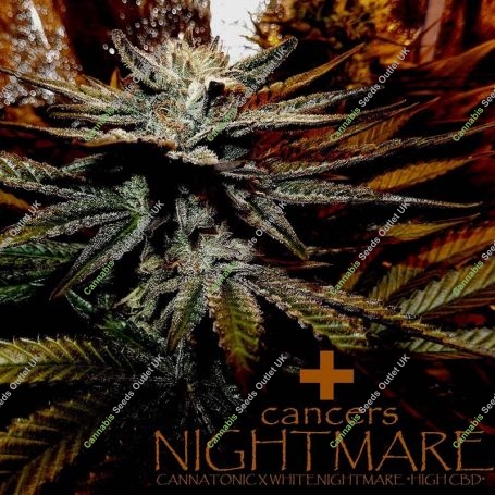 Cancers Nightmare CBD Regular Marijuana Strain by SinCity Seeds For Sale Online at Cannabis Seeds Outlet