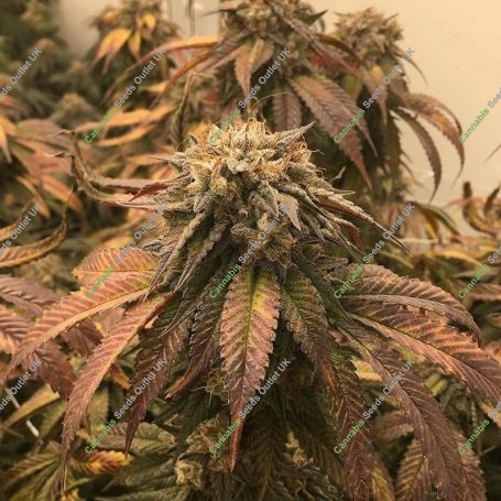 Las Vega Sour Bubba Regular Marijuana Strain by SinCity Seeds For Sale Online at Cannabis Seeds Outlet