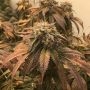 Las Vega Sour Bubba Regular Marijuana Strain by SinCity Seeds For Sale Online at Cannabis Seeds Outlet