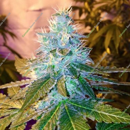 Naked City Kush Regular Marijuana Strain by SinCity Seeds For Sale Online at Cannabis Seeds Outlet