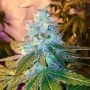 Naked City Kush Regular Marijuana Strain by SinCity Seeds For Sale Online at Cannabis Seeds Outlet