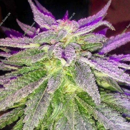 PowerNap Regular Marijuana Strain by SinCity Seeds For Sale Online at Cannabis Seeds Outlet