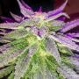 PowerNap Regular Marijuana Strain by SinCity Seeds For Sale Online at Cannabis Seeds Outlet