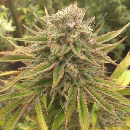 Treasure Island Feminized Marijuana Strain by SinCity Seeds For Sale Online at Cannabis Seeds Outlet