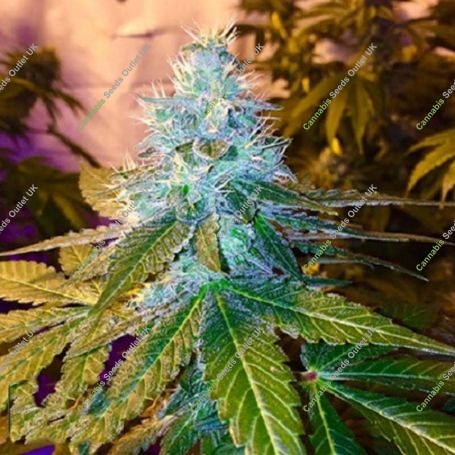 Triple Cherry Diesel Regular Marijuana Strain by SinCity Seeds For Sale Online at Cannabis Seeds Outlet