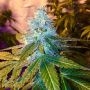 Triple Cherry Diesel Regular Marijuana Strain by SinCity Seeds For Sale Online at Cannabis Seeds Outlet