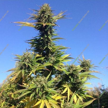 White Cranberries Regular Marijuana Strain by SinCity Seeds For Sale Online at Cannabis Seeds Outlet