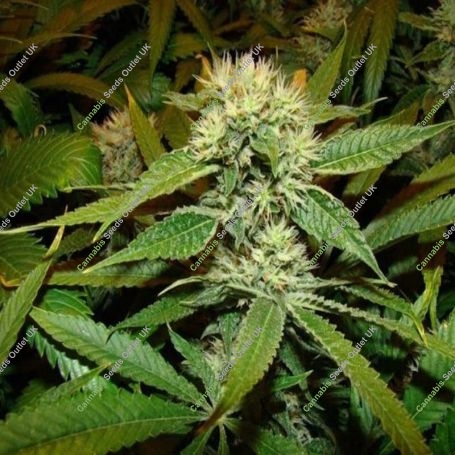 Afghan Delight Regular Marijuana Strain by Soma Seeds For Sale Online at Cannabis Seeds Outlet
