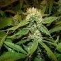 Afghan Delight Regular Marijuana Strain by Soma Seeds For Sale Online at Cannabis Seeds Outlet