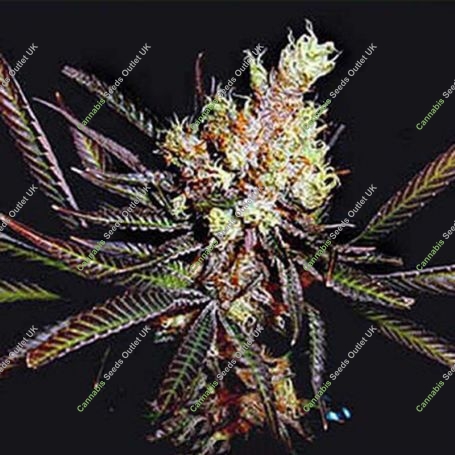 Amethyst Bud Regular Marijuana Strain by Soma Seeds For Sale Online at Cannabis Seeds Outlet