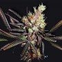 Amethyst Bud Regular Marijuana Strain by Soma Seeds For Sale Online at Cannabis Seeds Outlet