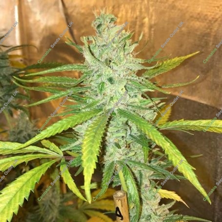 Amnesia Haze Feminized Marijuana Strain by Soma Seeds For Sale Online at Cannabis Seeds Outlet