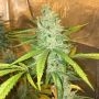 Amnesia Haze Feminized Marijuana Strain by Soma Seeds For Sale Online at Cannabis Seeds Outlet