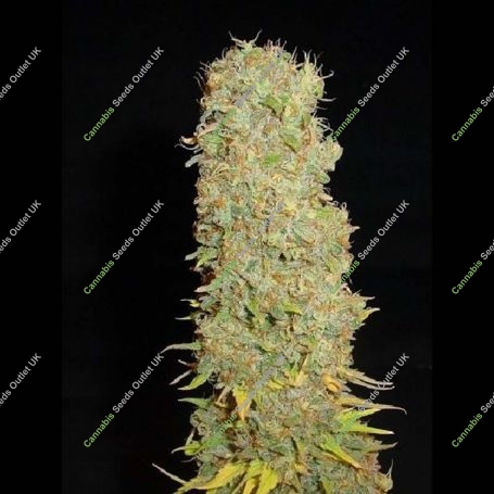 Big Kahuna Regular Marijuana Strain by Soma Seeds For Sale Online at Cannabis Seeds Outlet