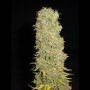 Big Kahuna Regular Marijuana Strain by Soma Seeds For Sale Online at Cannabis Seeds Outlet
