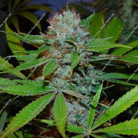 Buddhas Sister Feminized Marijuana Strain by Soma Seeds For Sale Online at Cannabis Seeds Outlet