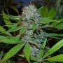Buddhas Sister Feminized Marijuana Strain by Soma Seeds For Sale Online at Cannabis Seeds Outlet
