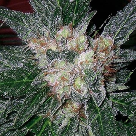 G13 Haze x Amethyst Bud Regular Marijuana Strain by Soma Seeds For Sale Online at Cannabis Seeds Outlet
