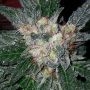 G13 Haze x Amethyst Bud Regular Marijuana Strain by Soma Seeds For Sale Online at Cannabis Seeds Outlet