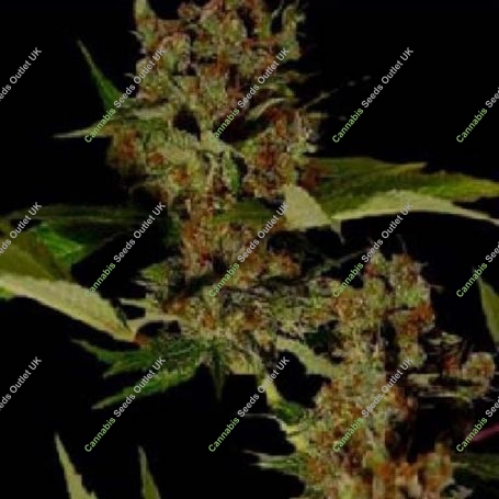 G13 Haze x Free Tibet Regular Marijuana Strain by Soma Seeds For Sale Online at Cannabis Seeds Outlet