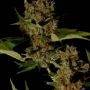 G13 Haze x Free Tibet Regular Marijuana Strain by Soma Seeds For Sale Online at Cannabis Seeds Outlet