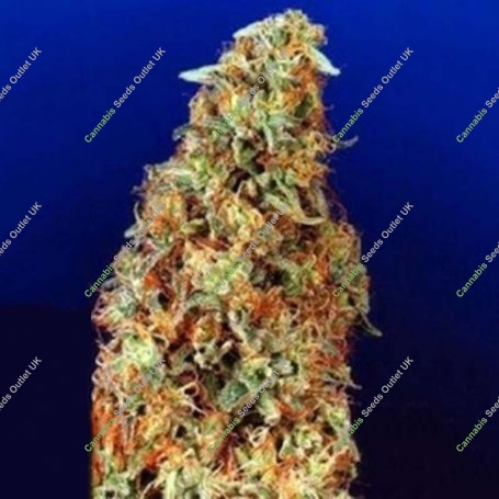 G13 Haze x NYC Diesel Regular Marijuana Strain by Soma Seeds For Sale Online at Cannabis Seeds Outlet