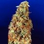 G13 Haze x NYC Diesel Regular Marijuana Strain by Soma Seeds For Sale Online at Cannabis Seeds Outlet