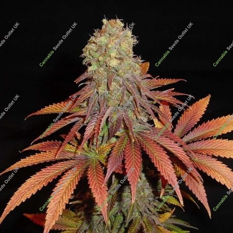 G13 Haze x Somango Regular Marijuana Strain by Soma Seeds For Sale Online at Cannabis Seeds Outlet