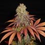 G13 Haze x Somango Regular Marijuana Strain by Soma Seeds For Sale Online at Cannabis Seeds Outlet