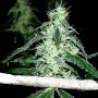Haze Heaven Regular Marijuana Strain by Soma Seeds For Sale Online at Cannabis Seeds Outlet