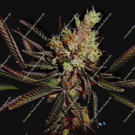 Kahuna Regular Marijuana Strain by Soma Seeds For Sale Online at Cannabis Seeds Outlet
