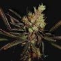 Kahuna Regular Marijuana Strain by Soma Seeds For Sale Online at Cannabis Seeds Outlet
