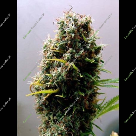 Kushadelic Feminized Marijuana Strain by Soma Seeds For Sale Online at Cannabis Seeds Outlet