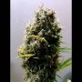 Kushadelic Feminized Marijuana Strain by Soma Seeds For Sale Online at Cannabis Seeds Outlet