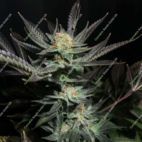 Lavender OG Feminized Marijuana Strain by Soma Seeds For Sale Online at Cannabis Seeds Outlet