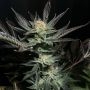 Lavender OG Feminized Marijuana Strain by Soma Seeds For Sale Online at Cannabis Seeds Outlet