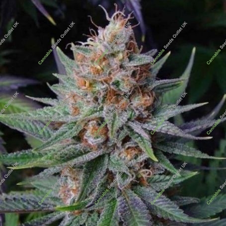 Lavender Regular Marijuana Strain by Soma Seeds For Sale Online at Cannabis Seeds Outlet