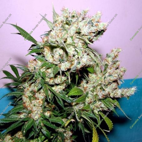 New York City Diesel Feminized Marijuana Strain by Soma Seeds For Sale Online at Cannabis Seeds Outlet