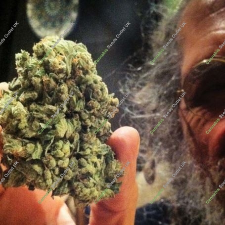 True OG Kush Feminized Marijuana Strain by Soma Seeds For Sale Online at Cannabis Seeds Outlet