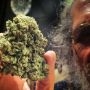 True OG Kush Feminized Marijuana Strain by Soma Seeds For Sale Online at Cannabis Seeds Outlet