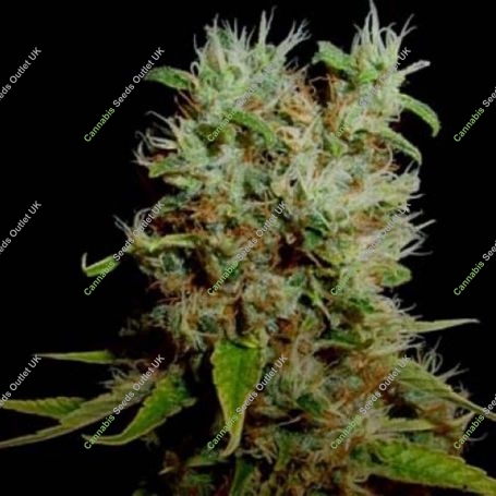 Reclining Buddha Regular Marijuana Strain by Soma Seeds For Sale Online at Cannabis Seeds Outlet