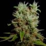 Reclining Buddha Regular Marijuana Strain by Soma Seeds For Sale Online at Cannabis Seeds Outlet